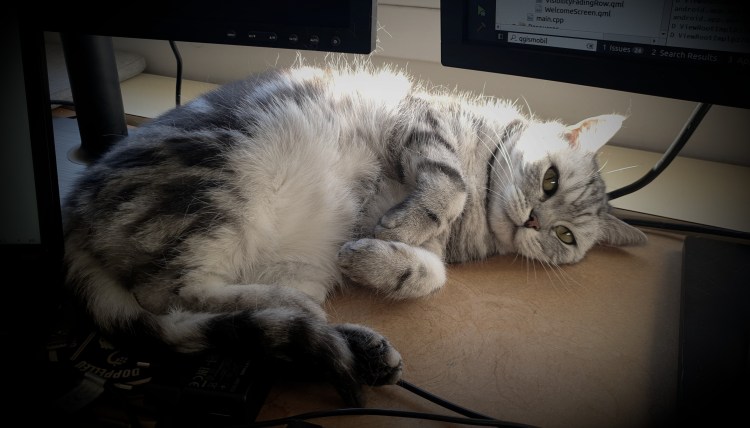 Selma the cat watching from an office chair while QField is being coded